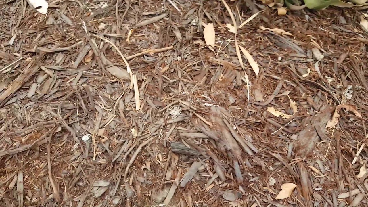 Shredded Redwood mulch YouTube