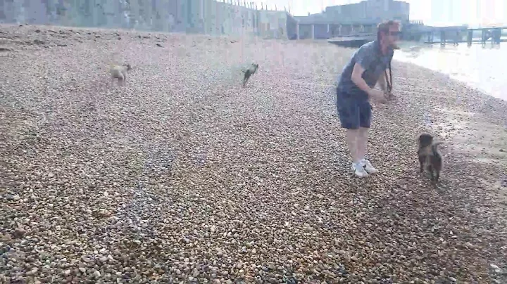 Beach games with whippets and my dog
