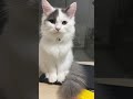 初めて見るアイスに不審そうな顔をする子猫【#Shorts】