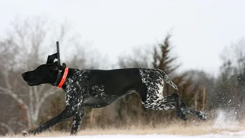 German Shorthair Pointer - Early December Pheasant Hunt