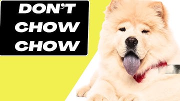 7 Reasons You SHOULD NOT Get a Chow Chow Dog