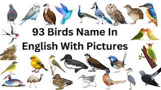 93 Plus Birds Names in English With Pictures|| Birds Vocabulary With Pictures