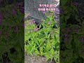 분홍펜스테몬꽃 #flowers #노지월동 #garden #화초관리 #봄꽃 #작은꽃
