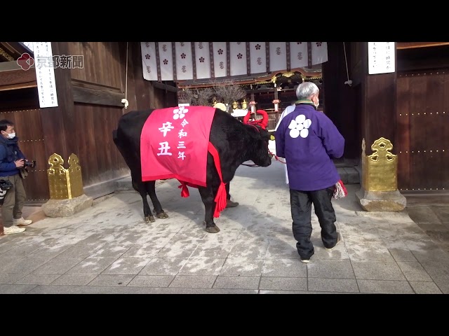 北野天満宮で牛の社参（2020年12月28日、京都市上京区） - YouTube