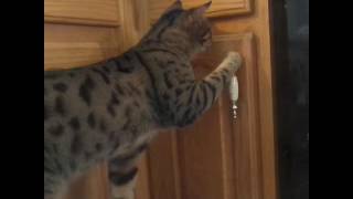 Things that make Lucifur go Hmmmm. by CAT's Cats 111,255 views 7 years ago 1 minute, 5 seconds