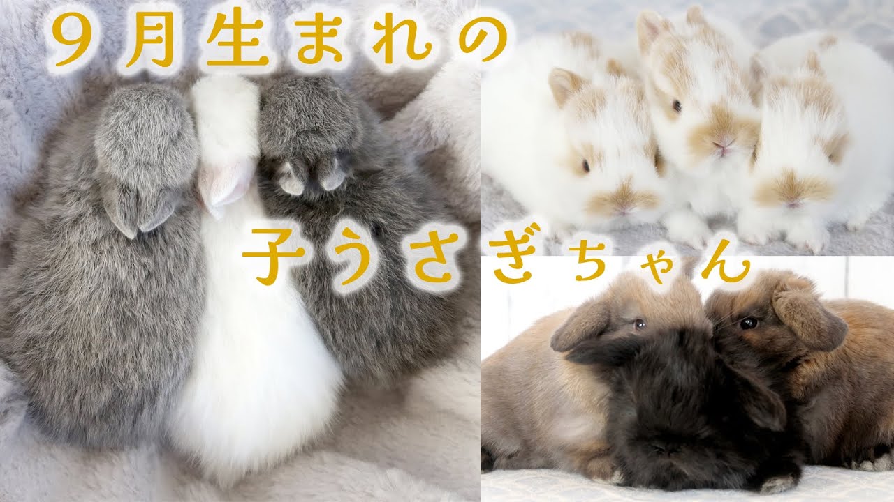 9月生まれのかわいい子うさぎ ホーランドロップ ネザーランドドワーフ Youtube