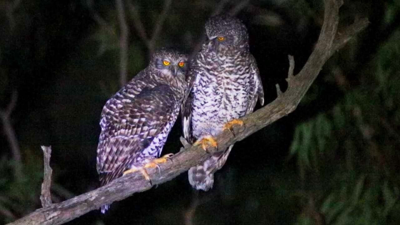 Powerful Owl Pair Bonding Behaviour YouTube