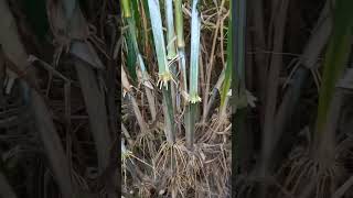 খামারের খরচ কমাতে চাষ করুন জারা 1 হাইব্রিড জাতের ঘাস