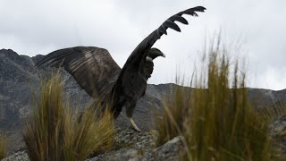 Liberación de cóndores en el municipio de Palca - La Paz