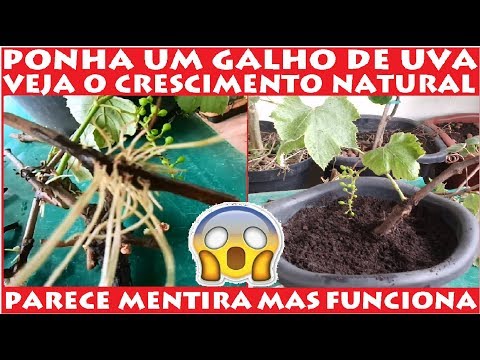 Vídeo: Como salvar ramos de uva até a primavera? Métodos eficazes