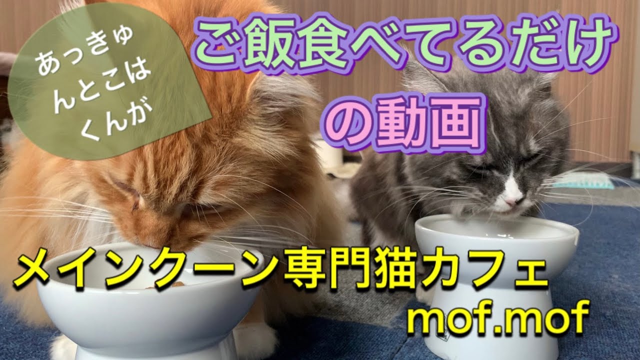 ご飯を食べているだけの動画 メインクーン専門猫カフェmof Mof 翠 琥珀 Youtube