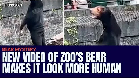 New Video Of Zoo's Bear Makes It Look Even More Human