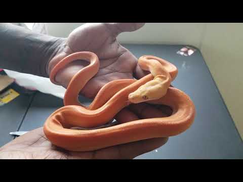 Baby Reticulated Python Unboxing