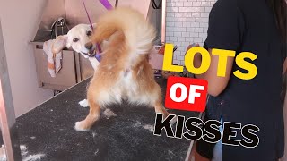 HOW TO GROOM A DOG WHEN HE IS OVERLY EXCITED | RURAL DOG GROOMING by Rural Dog Grooming 746 views 1 year ago 28 minutes