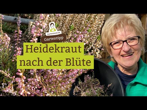 Video: Häufige Viburnum-Sorten - Erfahren Sie mehr über verschiedene Viburnum-Büsche und -Bäume