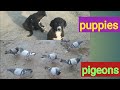 Love puppies  pigeons and animalsdesi kutta aur kabootar