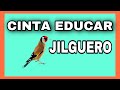 🏅 Educar a Cante a tus JILGUEROS🏅🐣 EDUCAR CANTE