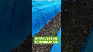 Why do successful farmers use crop covers? #cropcover #shorts
