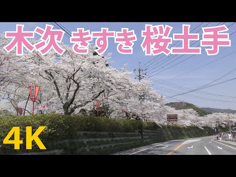 【日本さくら名所100選】木次の桜（桜土手）桜のトンネル（2km）島根県雲南市（斐伊川堤防桜並木）Japan Cherry blossoms