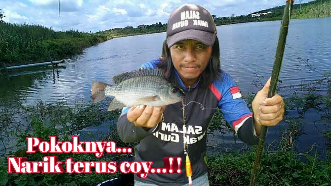 Umpan kangkung ternyata manjur untuk mancing ikan Nila