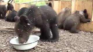 медведики кушают