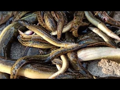 Eel fishing in lake [बाम माछा]-amazing fishing technique - YouTube