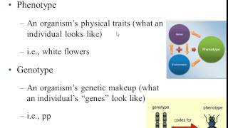 Bio 112 Chapter 9 (Part 1): Patterns of Inheritance