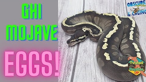 Pulling our GHI Mojave Clutch 2023