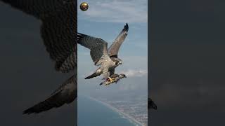 Peregrine Falcon – The Fastest Kill in the Sky | 1 Minute Wildlife Hunt | BBC Earth Style