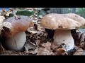 #3 Terzo video inedito della serie "I meravigliosi funghi porcini del parco dei cento laghi"