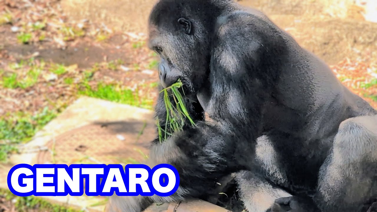 ゲンタロウくんの様子&ハオコファミリーのブランチ【Gentaro's appearance & Haoko Family Brunch】2026.03.07