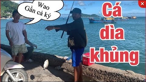 Câu Cá Dìa Cần Thủ Dính Cá Khủng Trên Cảng Cá Đại Lãnh | Fishing In Dai Lanh Fishing Port