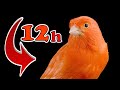 Orange CANARY 12h Training Song