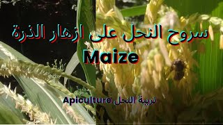 سروح النحل على أزهار الذرة Maize