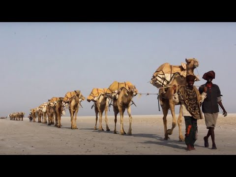 Video: Baktriese kameel - die skip van die woestyn