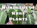 100s of Rare House Plants Nursery Tour Philodendron Anthurium Hoyas Monstera Plant Shopping Florida