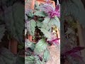 purple passion plant | Gynura aurantiaca | outdoor plant | SA_garden#plants #flowers #garden #nature