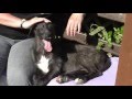 Elsa The Deerhound Cross Wolfhound Pup Elsa The Deerhound Cross Wolfhound Pup