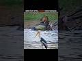 crocodile versus tiger #youtubeshorts #shortvideo #youtube