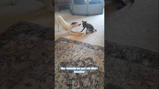 "Mr. Long-Legs Obedience Academy" #grayhound #iggydog #italiangrayhound #puppy #funnydogvideos #pets