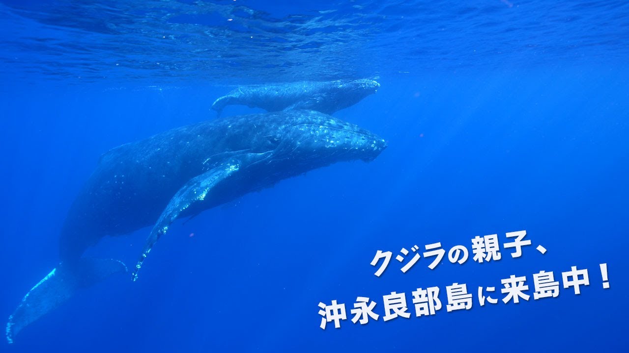 クジラの親子 沖永良部島にご来島中 Youtube