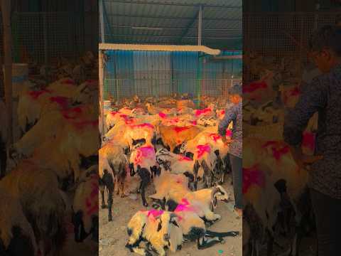 ✨qurbani goats 🐐 2026#goat#shortsviral#viral#bakrid#animals#shorts#shots#lowprice#muslim#shorts