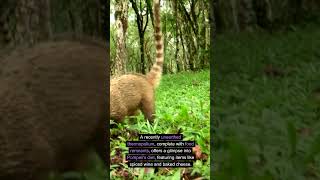 Ancient Fast Food Pompeiis Thermopolium Revealed #shorts  #history #pompeii