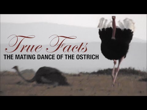 True Facts Mating Dance of the Ostrich