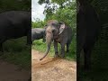 Majestic Moments: Walk Side by Side with Gentle Giants in the Wild