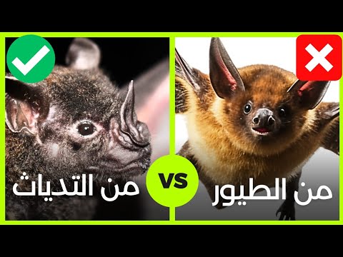أغرب معلومات ستعرفها عن الخفاش