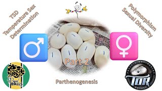 Breeding Ball Pythons; Sexual Diversity and TSD, part 2