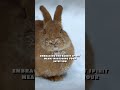 Rabbit Spirit Animal