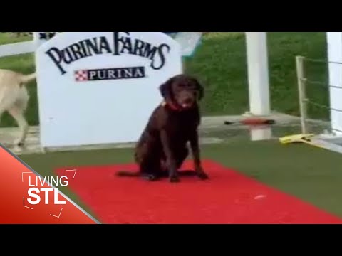 KETC | Living St. Louis | Dock Dogs