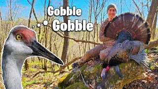 Weirdest Gobble Ever! Crane/Gobbler Hybrid? - Turkey Hunting Public Land